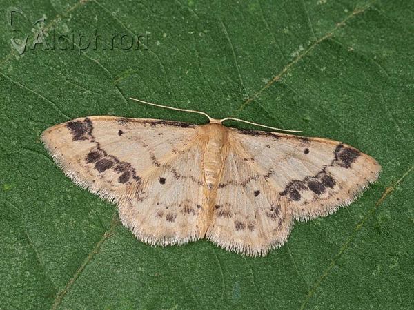 Idaea trigeminata