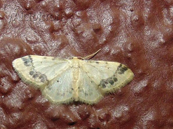 Idaea trigeminata