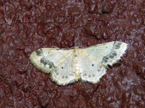 Idaea trigeminata