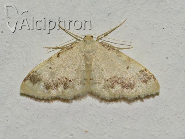 Idaea trigeminata