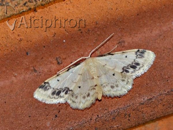 Idaea trigeminata