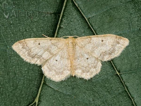 Idaea biselata