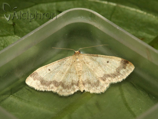 Idaea biselata