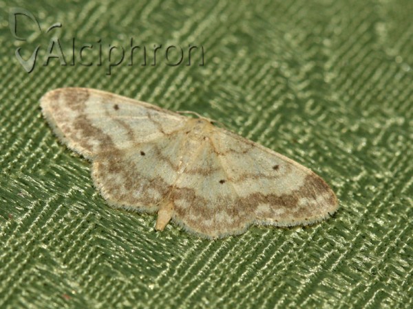 Idaea biselata