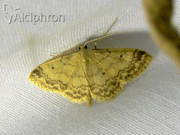 Idaea biselata