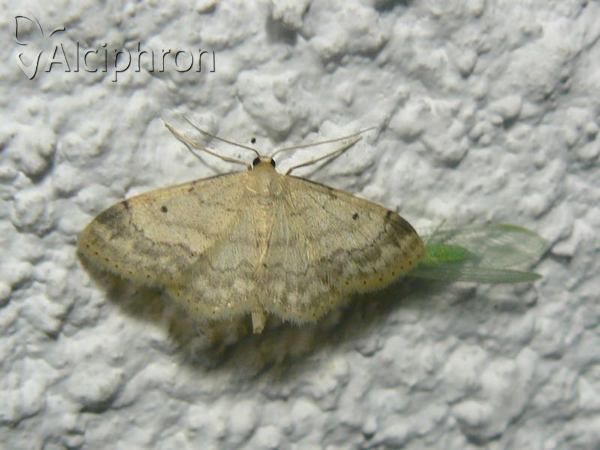 Idaea biselata