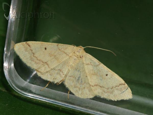 Idaea biselata