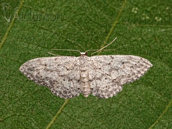 Idaea camparia