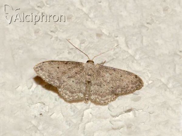 Idaea camparia