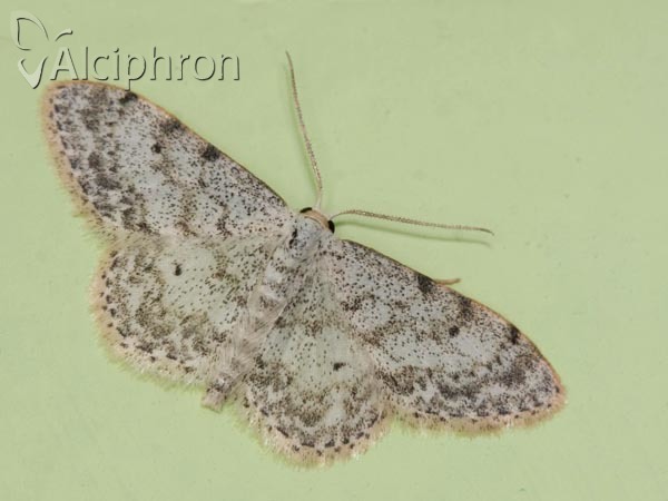 Idaea camparia