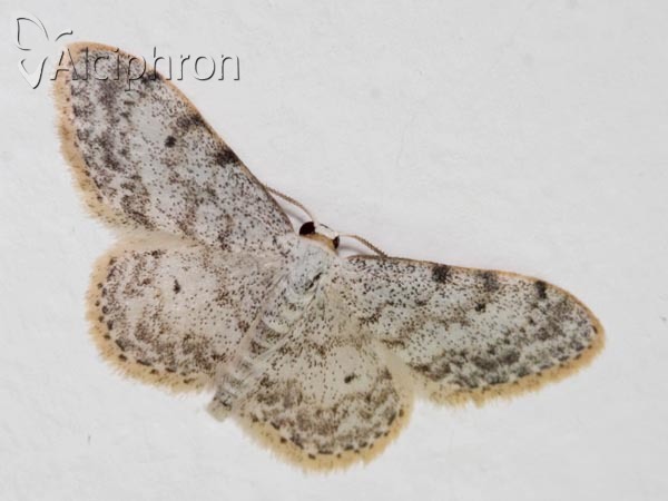 Idaea camparia