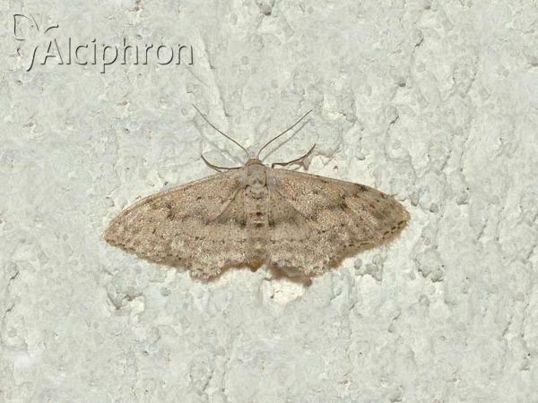 Idaea contiguaria