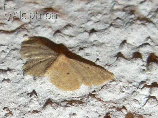 Idaea ostrinaria
