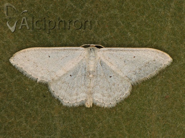 Idaea metohiensis