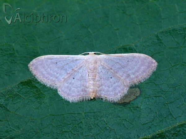 Idaea distinctaria