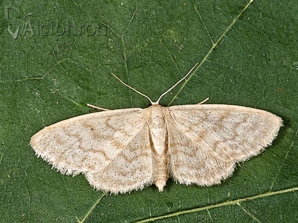 Idaea nitidata