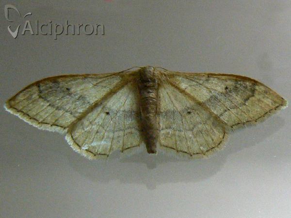 Idaea aversata