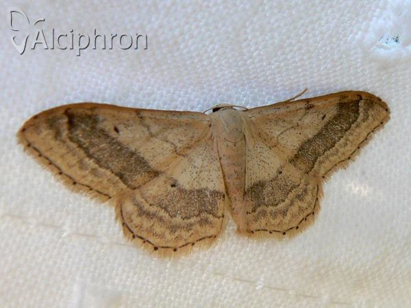 Idaea aversata