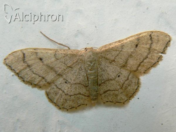 Idaea aversata