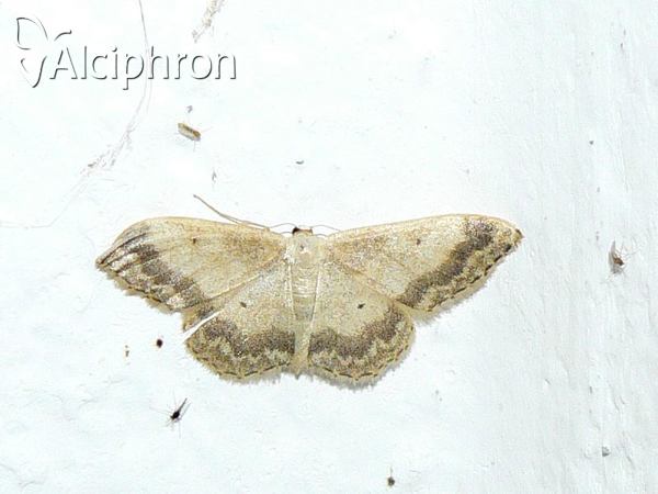Idaea aversata