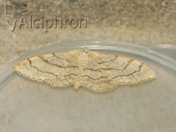Idaea aversata