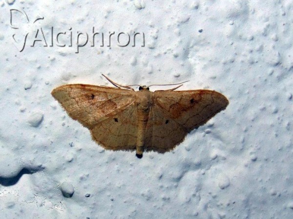 Idaea rubraria