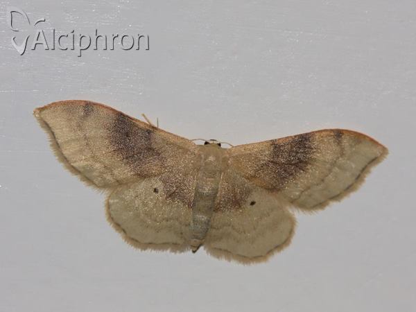 Idaea degeneraria
