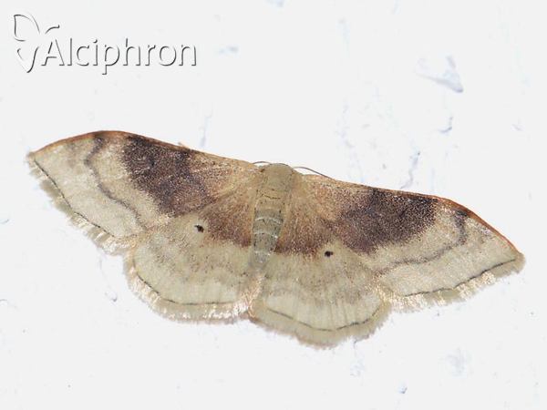 Idaea degeneraria