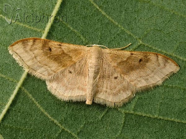 Idaea degeneraria