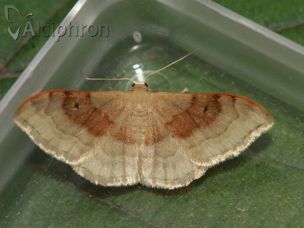 Idaea degeneraria