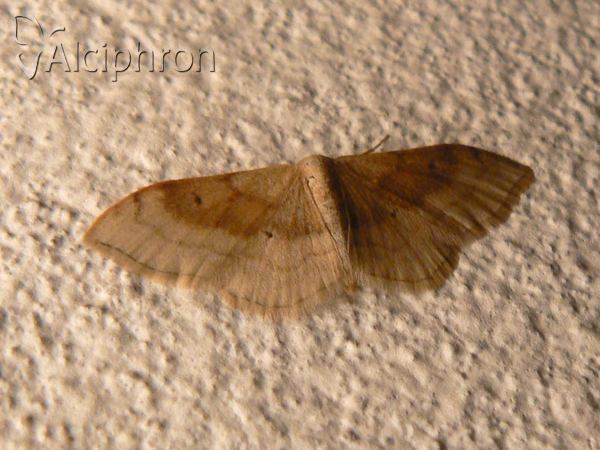 Idaea degeneraria