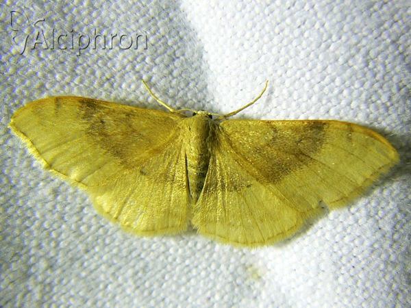 Idaea degeneraria