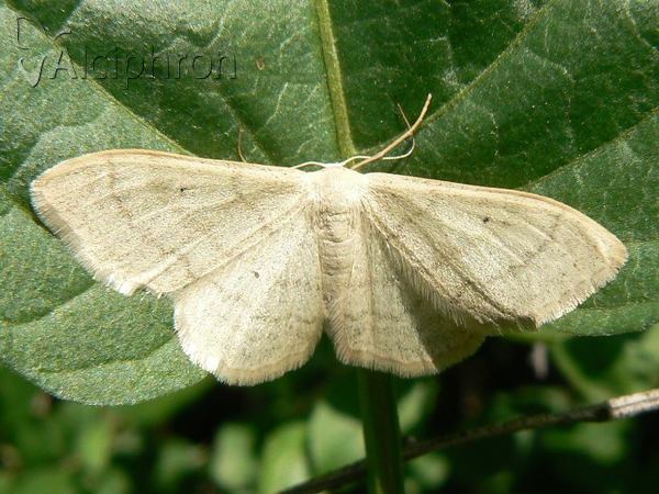 Idaea straminata