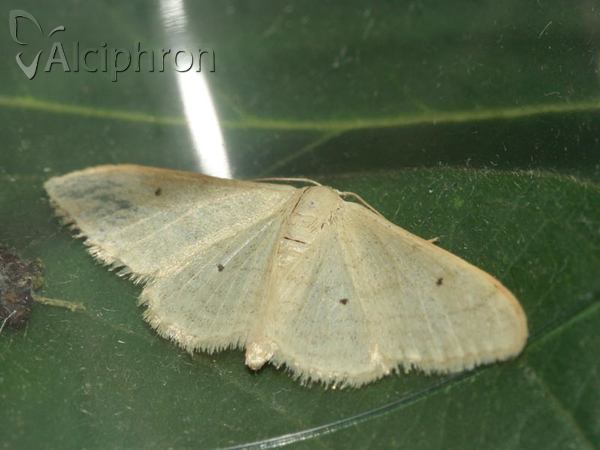 Idaea straminata