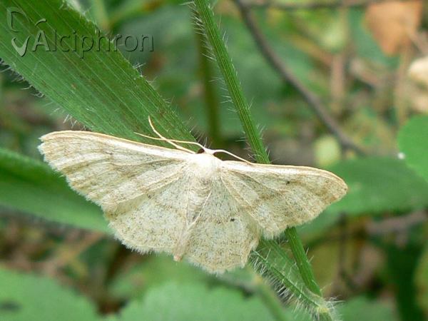 Idaea straminata