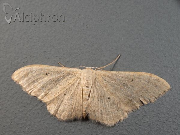 Idaea straminata