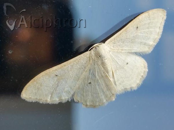 Idaea straminata