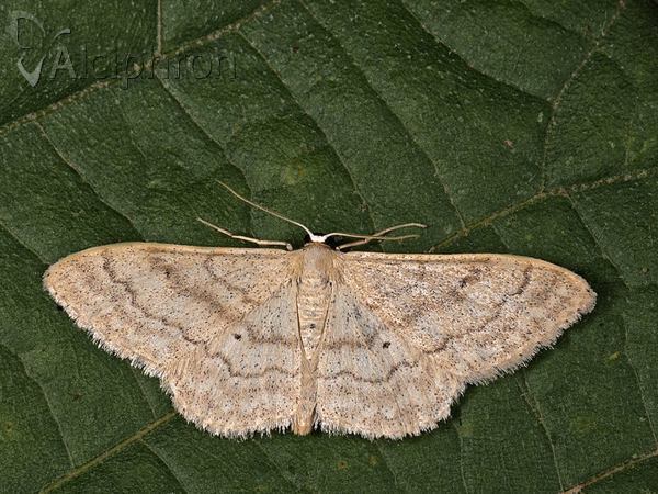 Idaea deversaria