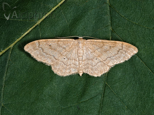 Idaea deversaria