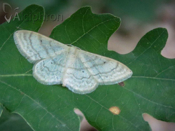 Idaea deversaria