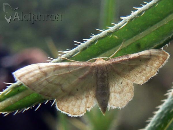 Idaea deversaria