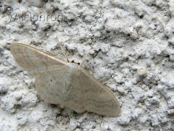 Idaea deversaria