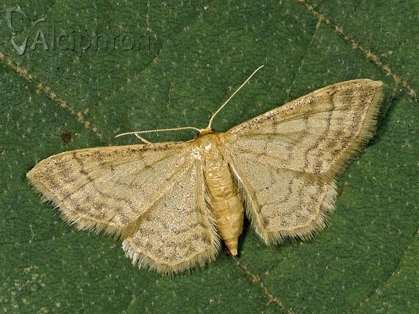Idaea deversaria