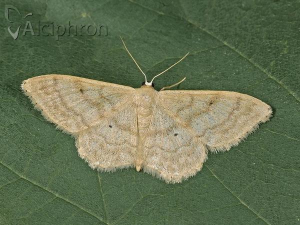 Idaea deversaria