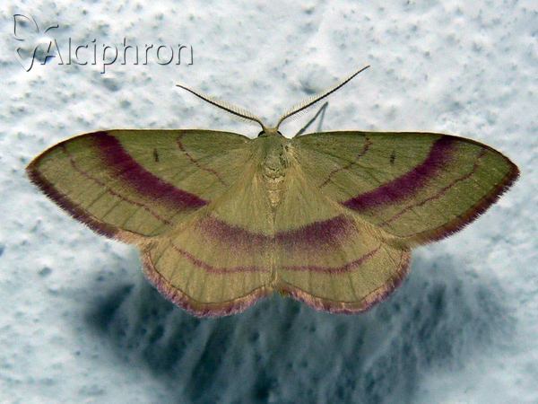 Rhodostrophia vibicaria