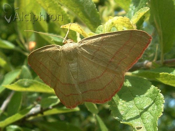 Rhodostrophia vibicaria
