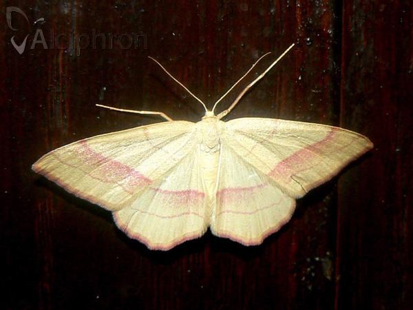 Rhodostrophia vibicaria