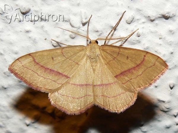 Rhodostrophia vibicaria