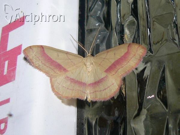 Rhodostrophia vibicaria