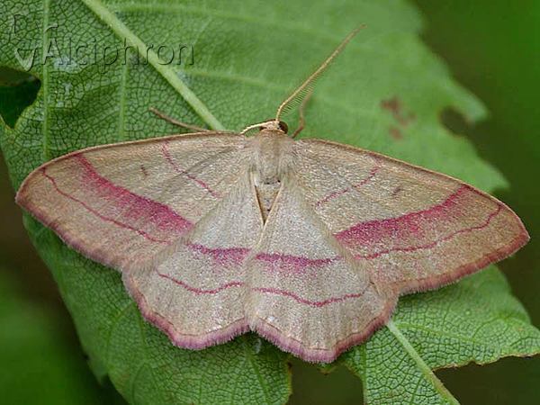 Rhodostrophia vibicaria